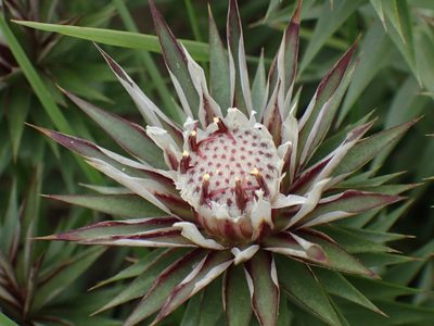 Macledium speciosum, photographed by Mahomed Desai