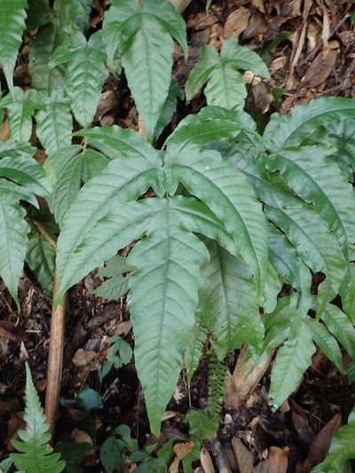 Tectaria subtriphylla, photographed by 葉子