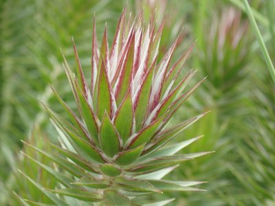 Macledium speciosum, photographed by Mahomed Desai