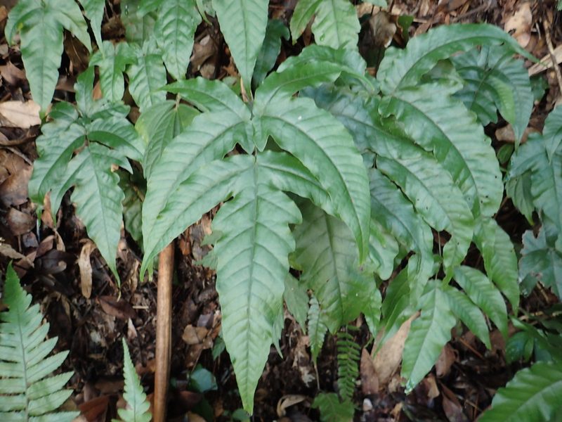 Tectaria subtriphylla, photographed by 葉子