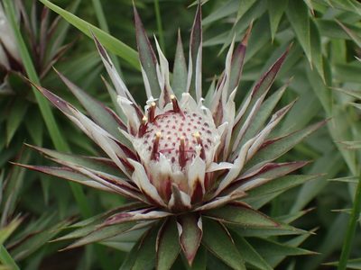 Macledium speciosum, photographed by Mahomed Desai