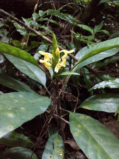Aphelandra prismatica, photographed by Victor Farjalla Pontes