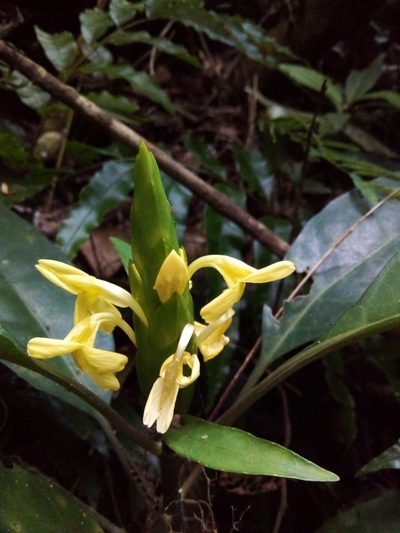 Aphelandra prismatica, photographed by Victor Farjalla Pontes
