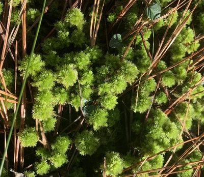 Sphagnum strictum, photographed by Ashwin Srinivasan