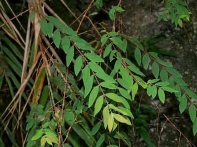 Hypericum geminiflorum, photographed by Jacy Chen