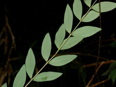 Hypericum geminiflorum, photographed by Jacy Chen