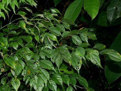 Radermachera sinica, photographed by Jacy Chen
