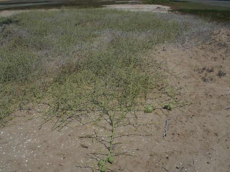 Acanthosicyos horridus, photographed by Peter Archdale