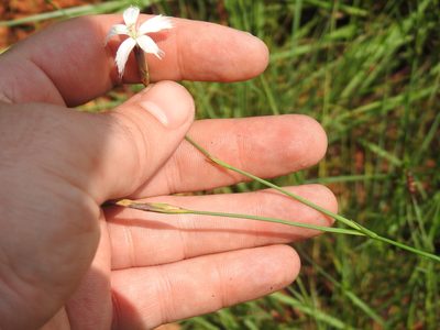Dianthus mooiensis, photographed by Matthew Fainman
