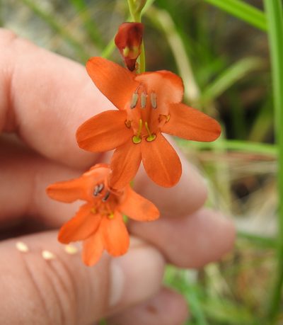Tritonia nelsonii, photographed by Matthew Fainman