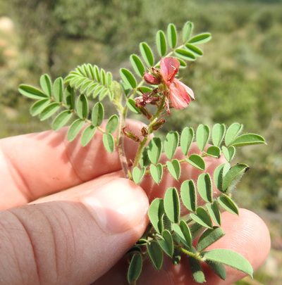 Indigofera comosa, photographed by Matthew Fainman