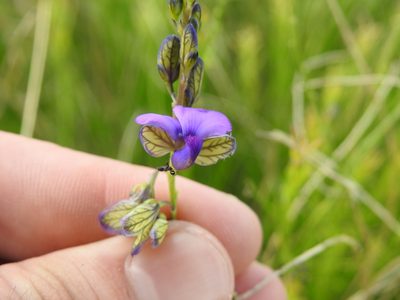 Polygala uncinata, photographed by Matthew Fainman