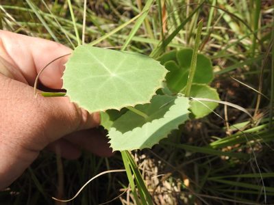 Senecio oxyriifolius, photographed by Matthew Fainman