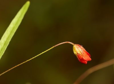 Hermannia modesta, photographed by Wynand Uys