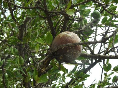 Strychnos pungens, photographed by Matthew Fainman