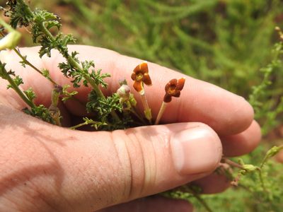 Jamesbrittenia burkeana, photographed by Matthew Fainman