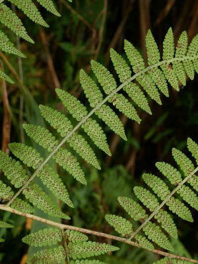Deparia boryana, photographed by Jacy Chen