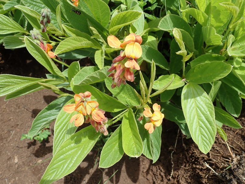 Eriosema distinctum, photographed by Peter Warren