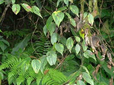 Perrottetia arisanensis, photographed by Jacy Chen