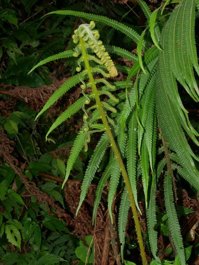 Sphaerostephanos taiwanensis, photographed by Jacy Chen