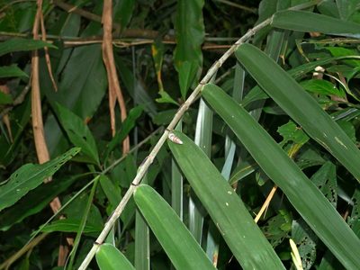Thysanolaena latifolia, photographed by Jacy Chen