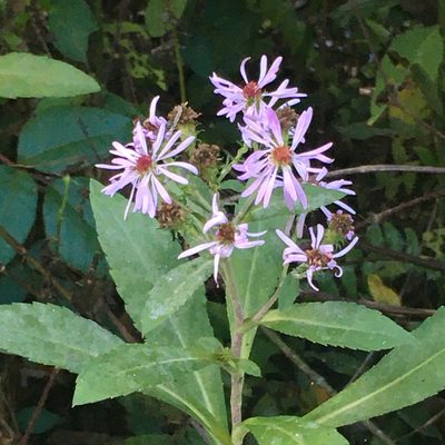 Symphyotrichum elliottii, photographed by Zygy