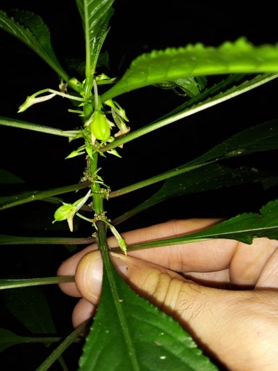Noisettia orchidiflora, photographed by Victor Farjalla Pontes