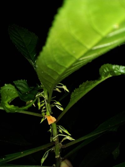 Noisettia orchidiflora, photographed by Victor Farjalla Pontes