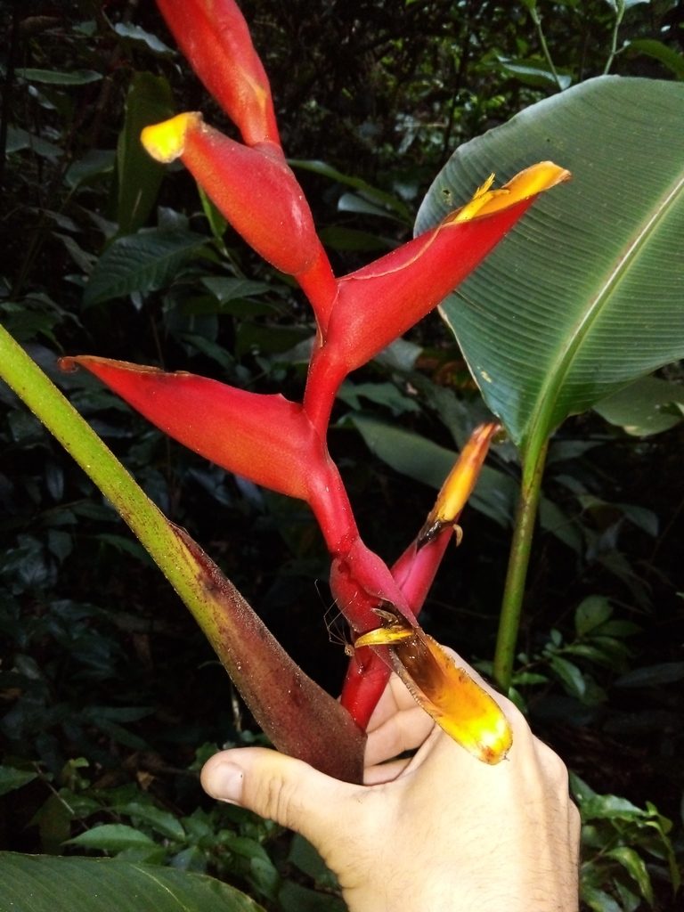 Heliconia spathocircinata, photographed by Victor Farjalla Pontes