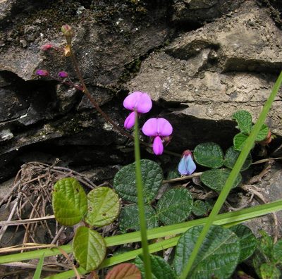 Desmodium molliculum, photographed by Todd Boland