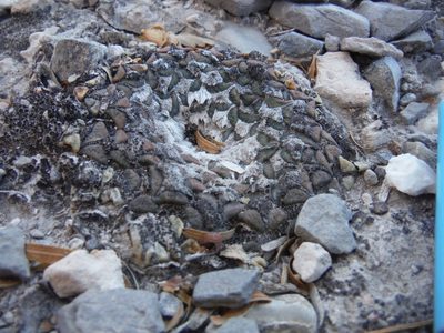 Ariocarpus kotschoubeyanus, photographed by Alejandro Gómez Maya