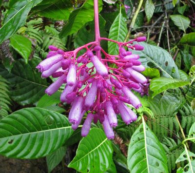 Palicourea lasiantha, photographed by Todd Boland