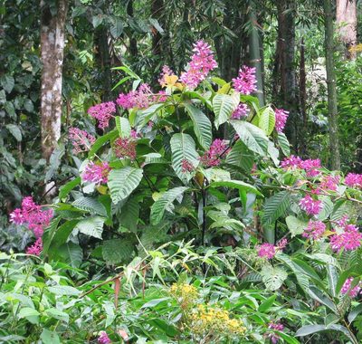 Palicourea lasiantha, photographed by Todd Boland