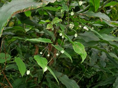 Clematis henryi, photographed by Jacy Chen