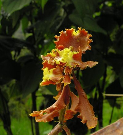 Cyrtochilum serratum, photographed by Todd Boland