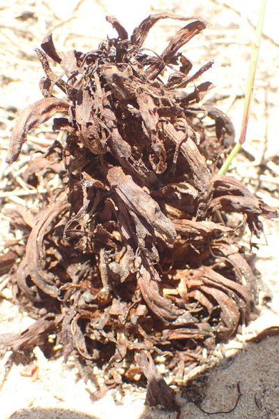 Hyobanche robusta, photographed by Nicola van Berkel