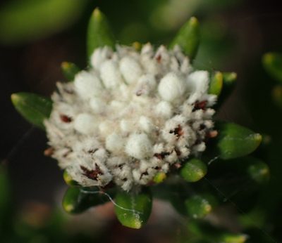 Phylica litoralis, photographed by Nicola van Berkel