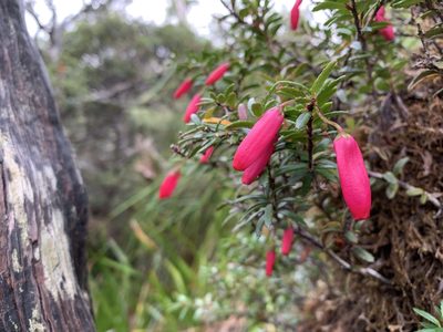 Prionotes cerinthoides, photographed by Andrew Lie