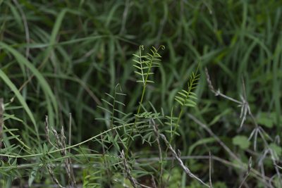 Vicia palaestina, photographed by Eleftherios Katsillis