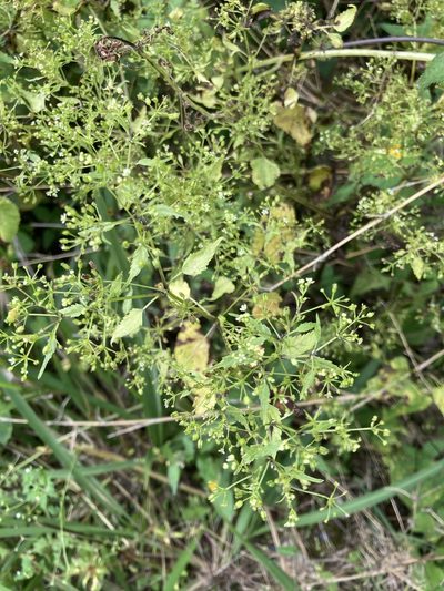 Spananthe paniculata, photographed by julianazuluaga-carrero