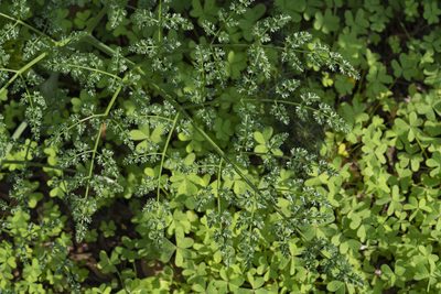 Ferula tingitana, photographed by Eleftherios Katsillis
