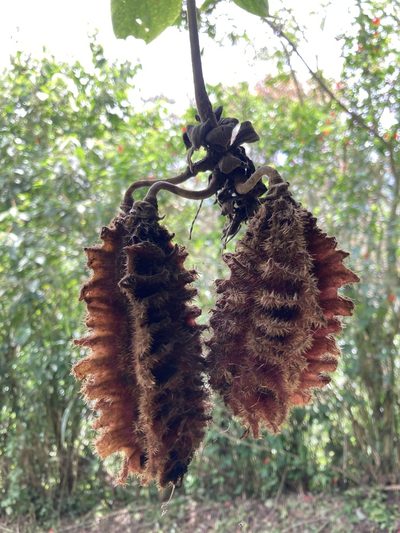Mucuna mutisiana, photographed by julianazuluaga-carrero