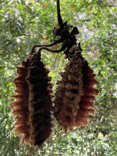 Mucuna mutisiana, photographed by julianazuluaga-carrero