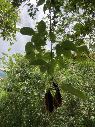 Mucuna mutisiana, photographed by julianazuluaga-carrero