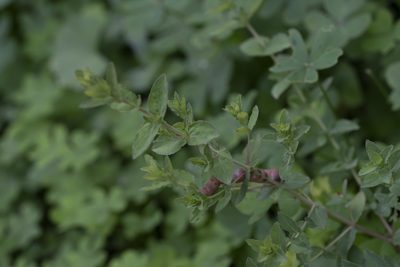 Hypericum triquetrifolium, photographed by Eleftherios Katsillis