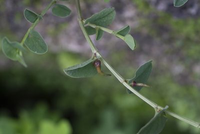 Aristolochia parvifolia, photographed by Eleftherios Katsillis