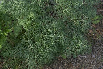 Ferula glauca, photographed by Eleftherios Katsillis