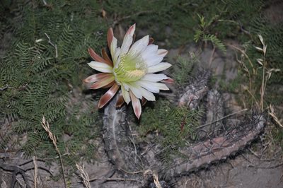 Cereus aethiops, photographed by aacocucci