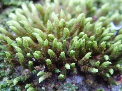 Codriophorus aquaticus, photographed by Carminda Santos