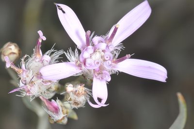 Hyalis argentea, photographed by aacocucci